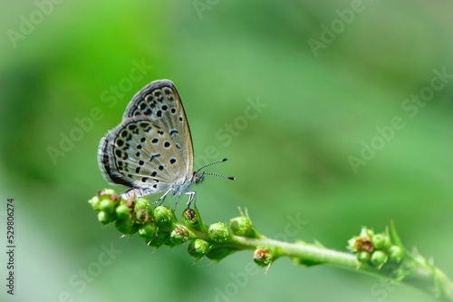 Wallpaper Mural 夏から秋に公園や庭で見かける身近なかわいいチョウのヤマトシジミ Torontodigital.ca