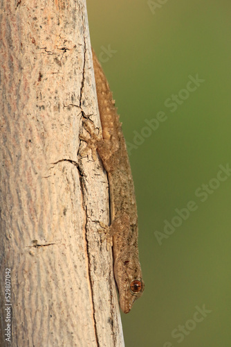 Mauergecko