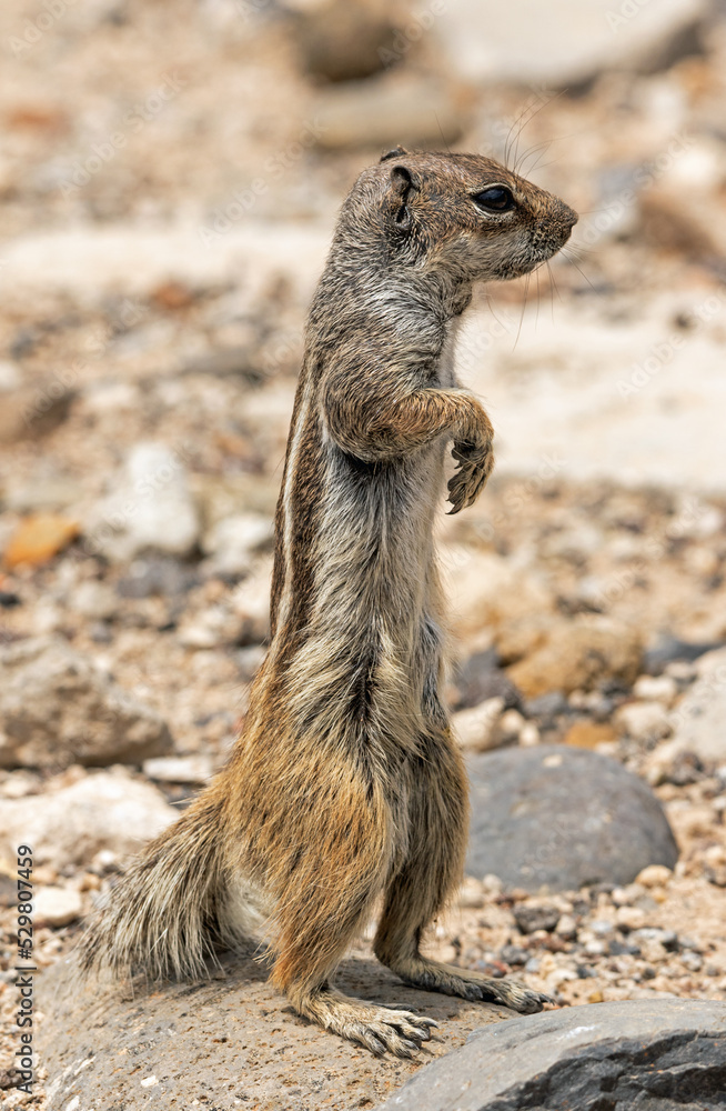 Fototapeta premium Atlashörnchen