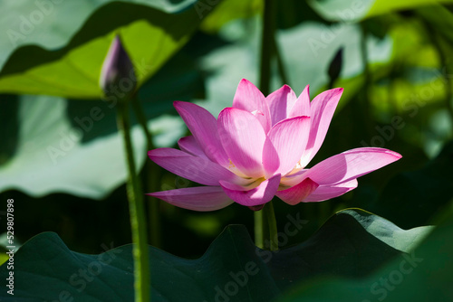 Close-up of the lotus in the garden with blurred background