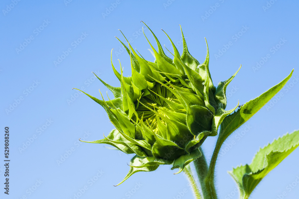 Close-up of sunflower bud with the blue sky background Close-up of sunflower bud with the blue sky background