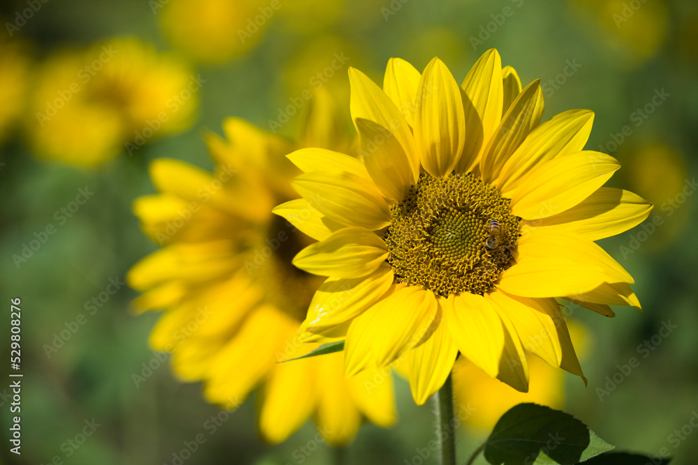 Close-up yellow sunflowers with a blurry background. Close-up yellow sunflowers with a blurry background.