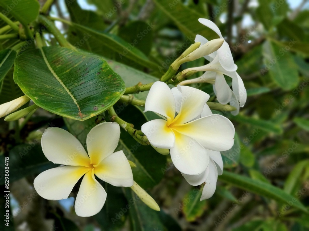 Flower Plant frangipani Leaf Petal Botany Flower Plant frangipani Leaf Petal Botany