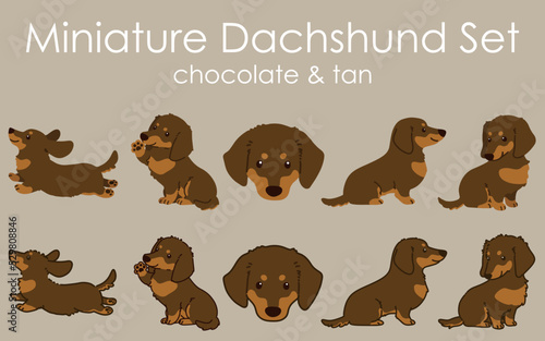 Fototapeta Naklejka Na Ścianę i Meble -  Chocolate and tan colored Miniature Dachshund illustrations set