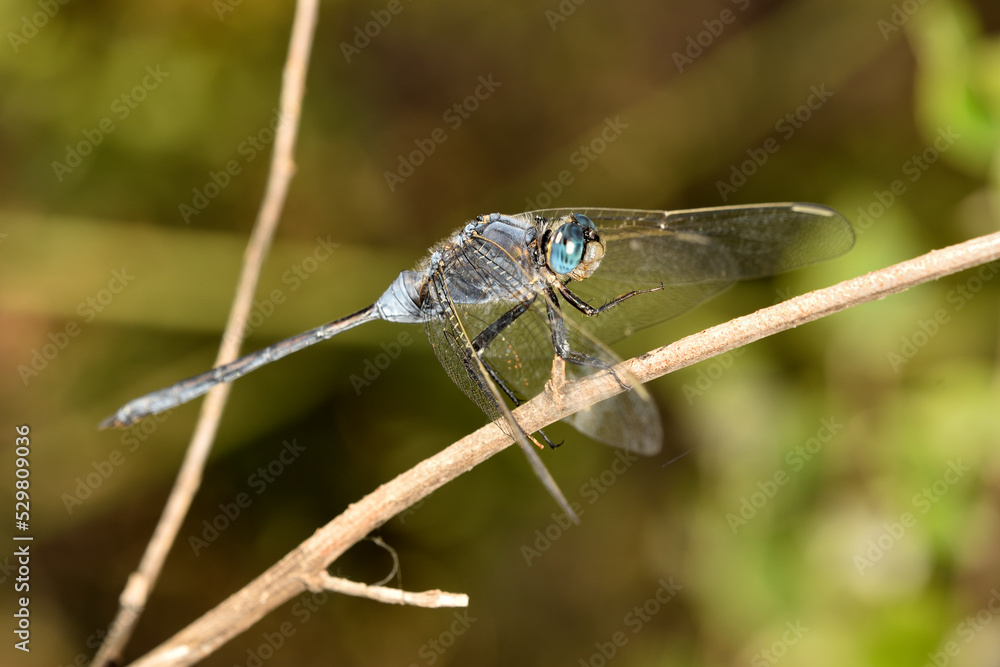 libelula azul (Orthetrum Chrysostigma) posada en un tallo seco libelula azul (Orthetrum Chrysostigma) posada en un tallo seco