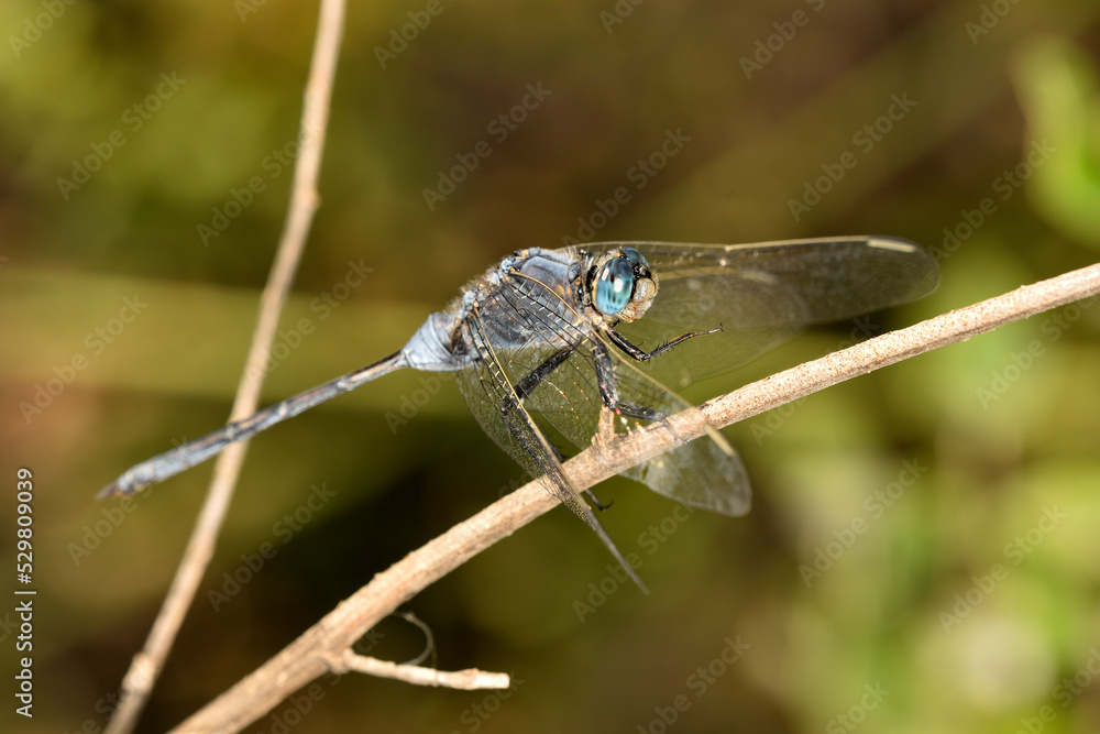 libelula azul (Orthetrum Chrysostigma) posada en un tallo seco libelula azul (Orthetrum Chrysostigma) posada en un tallo seco
