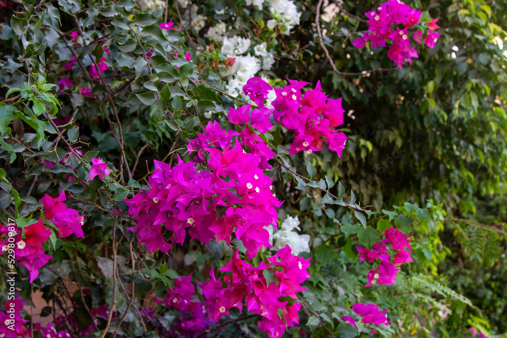 bougainvillea, pink flowers in the garden