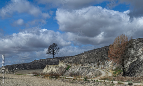 photo of a road yellowish and dry land at the edge of the road two trees, one in the foreground, dry, brown, dead, burned by summer fires, in the background another blacker one also burned by fire, to photo