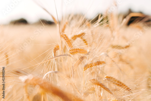 Wheat field with rural grain. Natural background