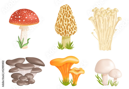 Set of different mushrooms on a white background. Isolated vector illustration.