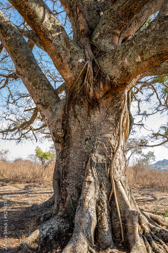 Fototapeta premium A big old fig tree, Tomjachu Bush Retreat, Mpumalanga, South Africa.