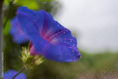 Wallpaper Mural オーシャンブルー Torontodigital.ca