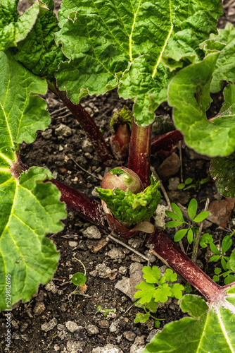 Bud of young rhubarb and large green leaves. Spring seasonal of growing plants. Gardening concept