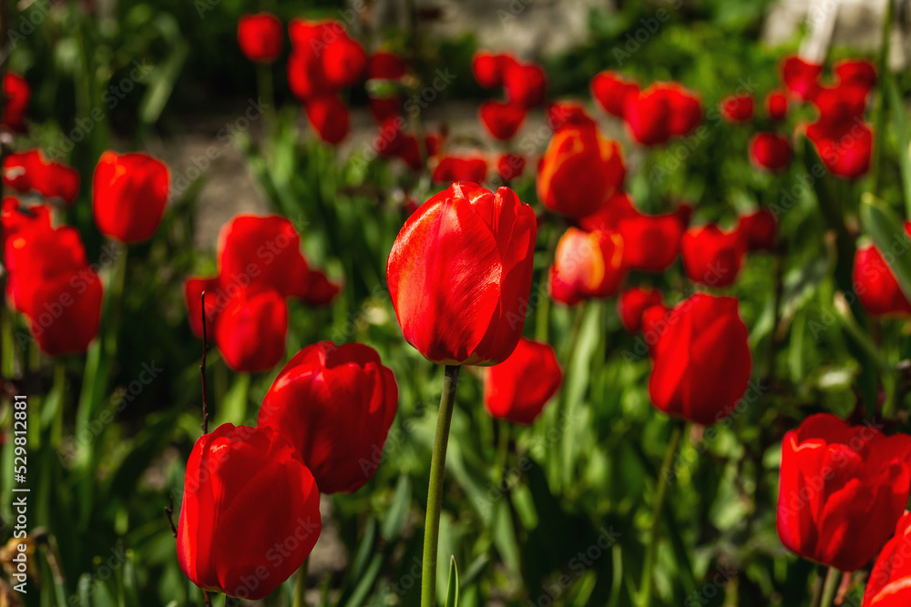 Blooming red tulips in the garden. Spring seasonal of growing plants. Gardening concept background Blooming red tulips in the garden. Spring seasonal of growing plants. Gardening concept background