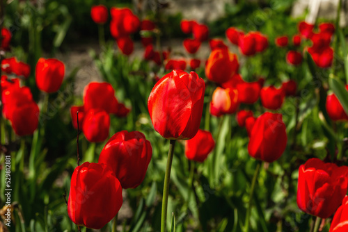 Blooming red tulips in the garden. Spring seasonal of growing plants. Gardening concept background © FuzullHanum