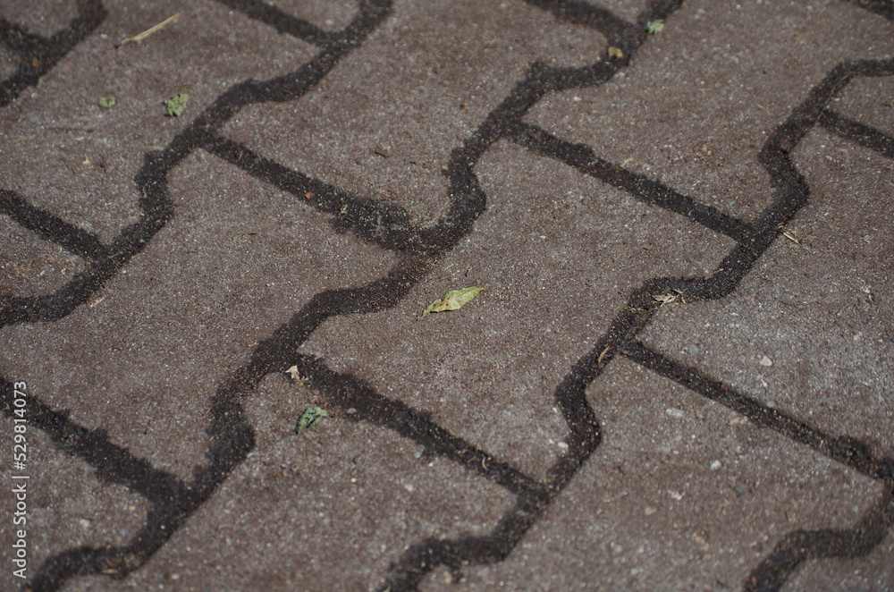 Fototapeta premium pavement with a pattern and a small leaf
