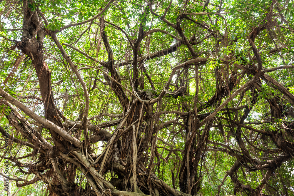 low angle view of a lush banyan tree and green leaves as a background