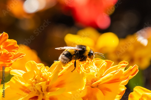 Close-up of a white-tailed bumblebee, Bombus lucorum, sitting on an orange marigold