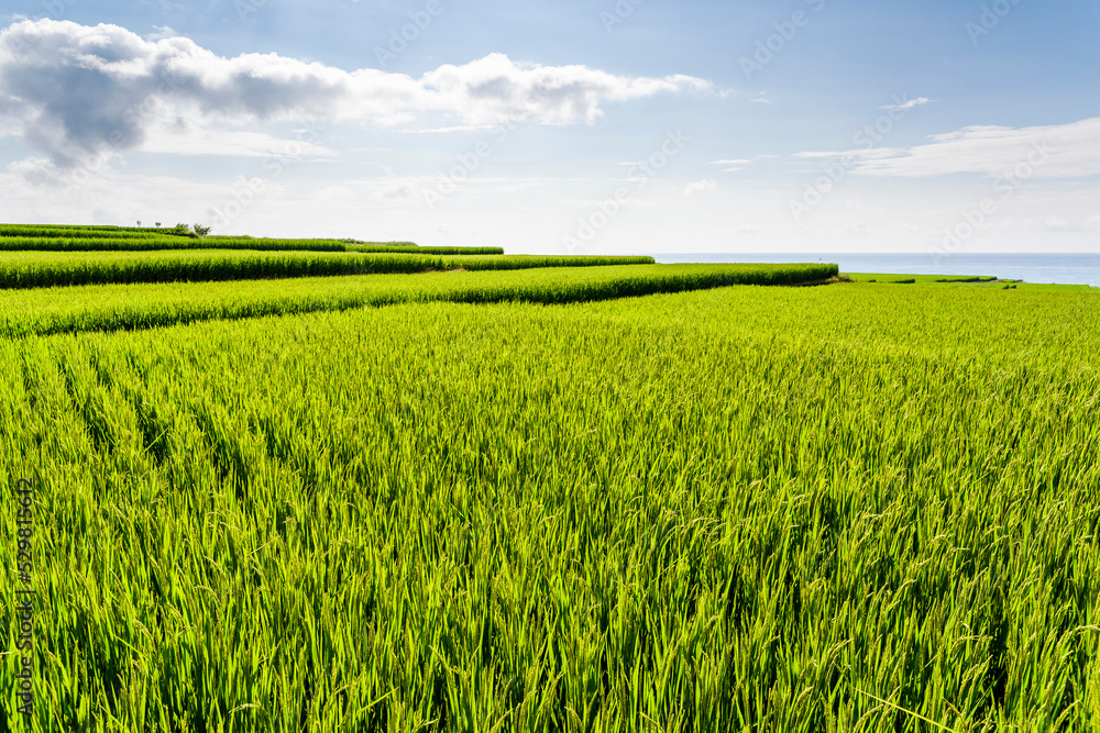 View of the large paddy fields in Xinshe Rice Terraces, Hualien, Taiwan. View of the large paddy fields in Xinshe Rice Terraces, Hualien, Taiwan.