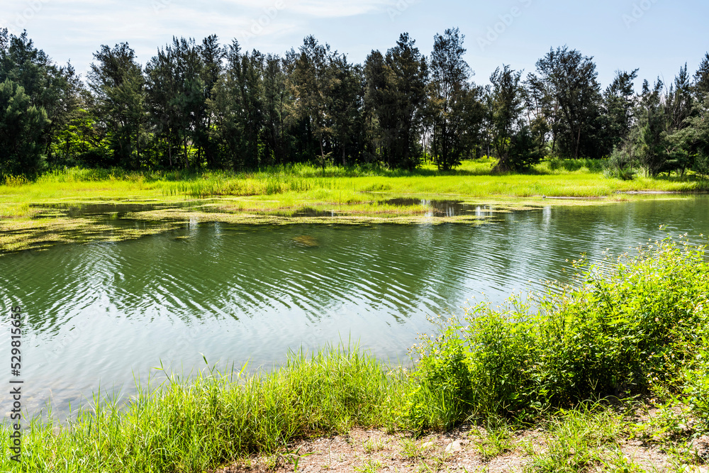 Fototapeta premium Beautiful view of Pipa Lake at Taitung Forest Park in Taiwan. The scenic Pipa Lake is a habitat of aquatic animals and plants.