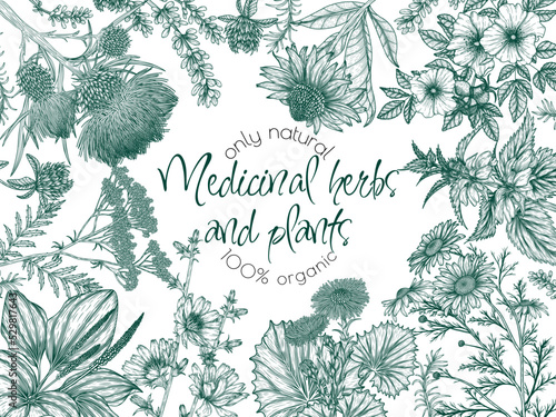 Vector frame of medicinal herbs in engraving style. Linear chamomile, chicory, clover, lavender, plantain, valerian, echinacea, rosehip, coltsfoot, ginkgo, burdock, rosemary