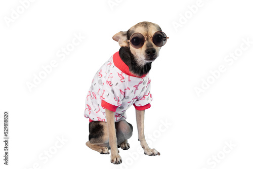 dog in a T-shirt isolated on white background, pet clothes