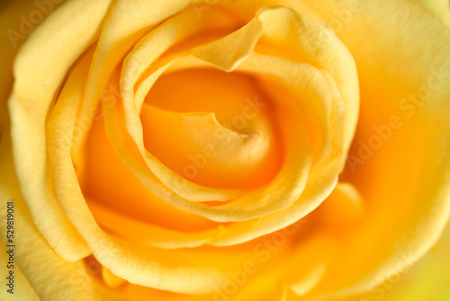 Yellow rose flower with shallow depth of field. Petal cone. concentric circle. 