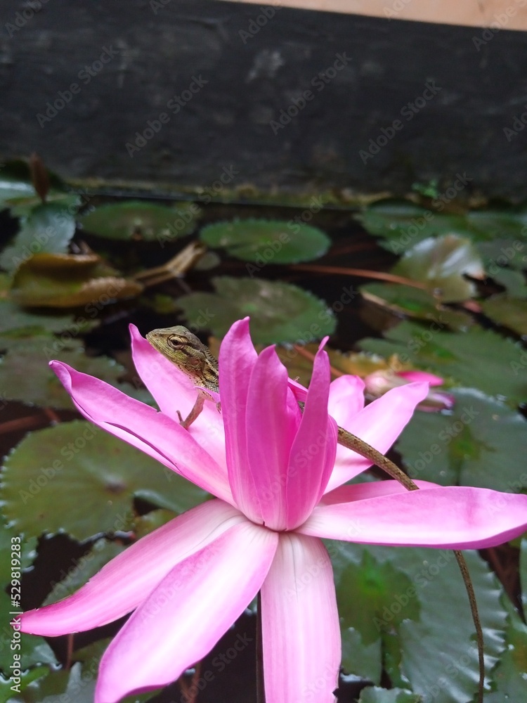 red flower lotus, water plant lotus red flower lotus, water plant lotus