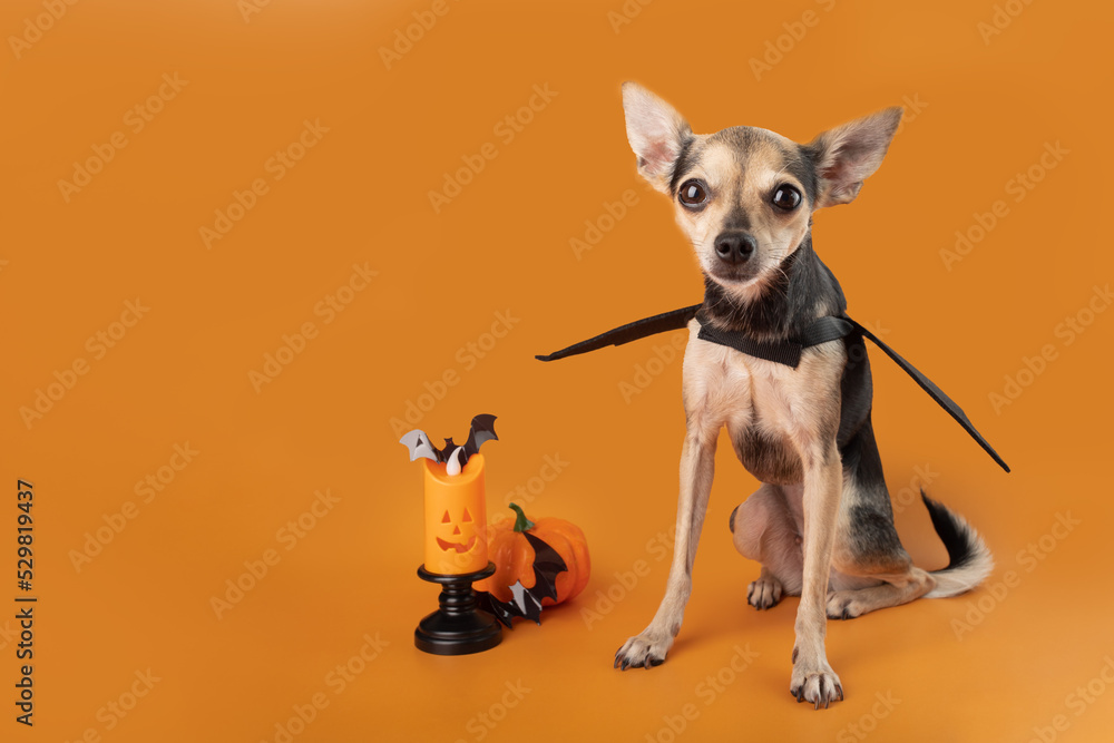 Halloween Dog, puppy in a bat costume with halloween decoration, trick or treat, Halloween card