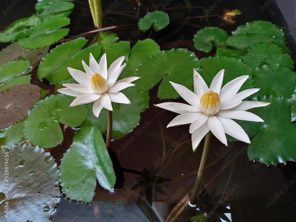 white flower lotus, water plant lotus white flower lotus, water plant lotus