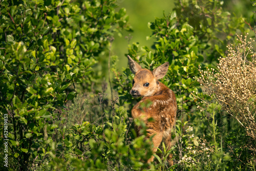 Little cute roe deer walks among the bushes on a green field and waits for the mother. A lone roe deer peeks curiously out of the bushes in a meadow in mid-spring