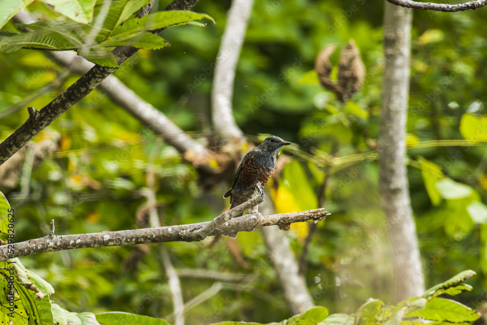 a blue stone thrush on a branch a blue stone thrush on a branch