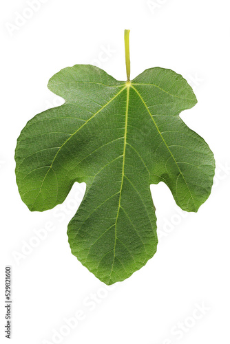 Fig  (Ficus carica) leaf isolated on transparent background