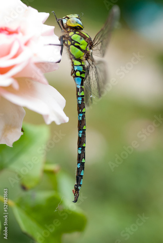 Close up of dragonfly aeshna 4