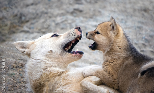 Greenland dog mother pla¥ing with its cub Ilulissat, Western Greenland. The breed is considered as nationally and culturally important to the country photo
