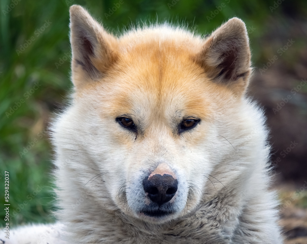 Greenland Dog portrait series in a kennel in Ilulissat, Western Greenland. The breed is considered as nationally and culturally important to the country