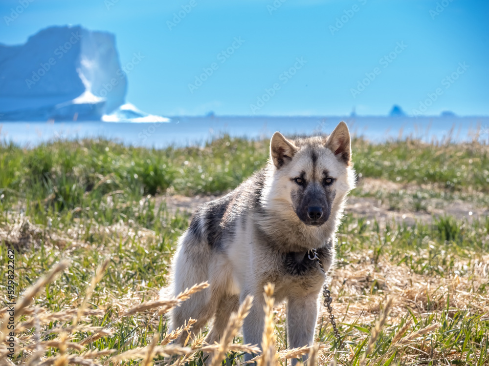 Greenland Dog in the iceberg-lined beaches of Qeqertarsuaq, Disko Island, Western Greenland Greenland Dog in the iceberg-lined beaches of Qeqertarsuaq, Disko Island, Western Greenland