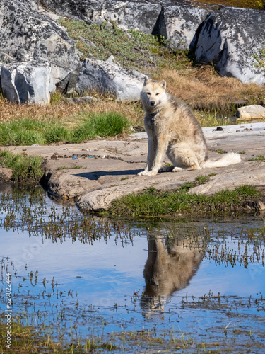 Ominpresent Greenland Dogs in the settlement of Qeqertarsuaq, Disko Island, Western Greenland. The breed is strictly protected north of the arctic circle
