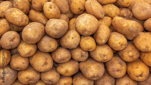 Fresh organic potatoes at the street market. background. Texture of natural potatoes. Close-up