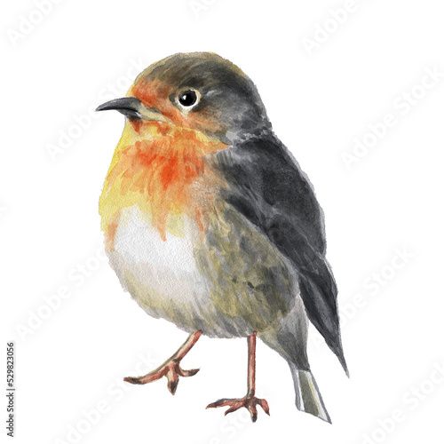 Obraz na plátně Hand drawn watercolor bird robin