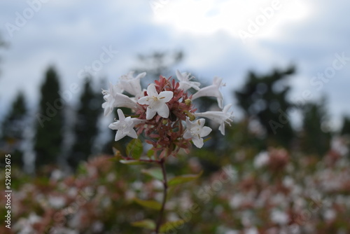 白く美しく咲く小さなアベリアの花