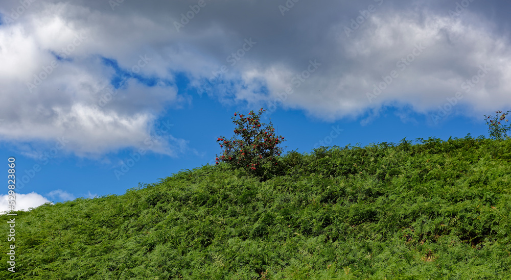 A Berry laden Rowan Tree stands within a Sea of Ferns on a Scottish Hillside near to Clatterin Brig in Aberdeenshire. A Berry laden Rowan Tree stands within a Sea of Ferns on a Scottish Hillside near to Clatterin Brig in Aberdeenshire.