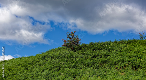 Fényképezés A Berry laden Rowan Tree stands within a Sea of Ferns on a Scottish Hillside near to Clatterin Brig in Aberdeenshire