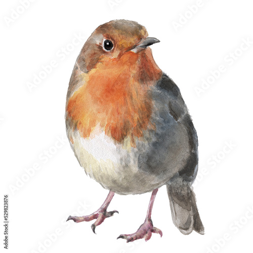 Wallpaper Mural Hand drawn watercolor bird robin