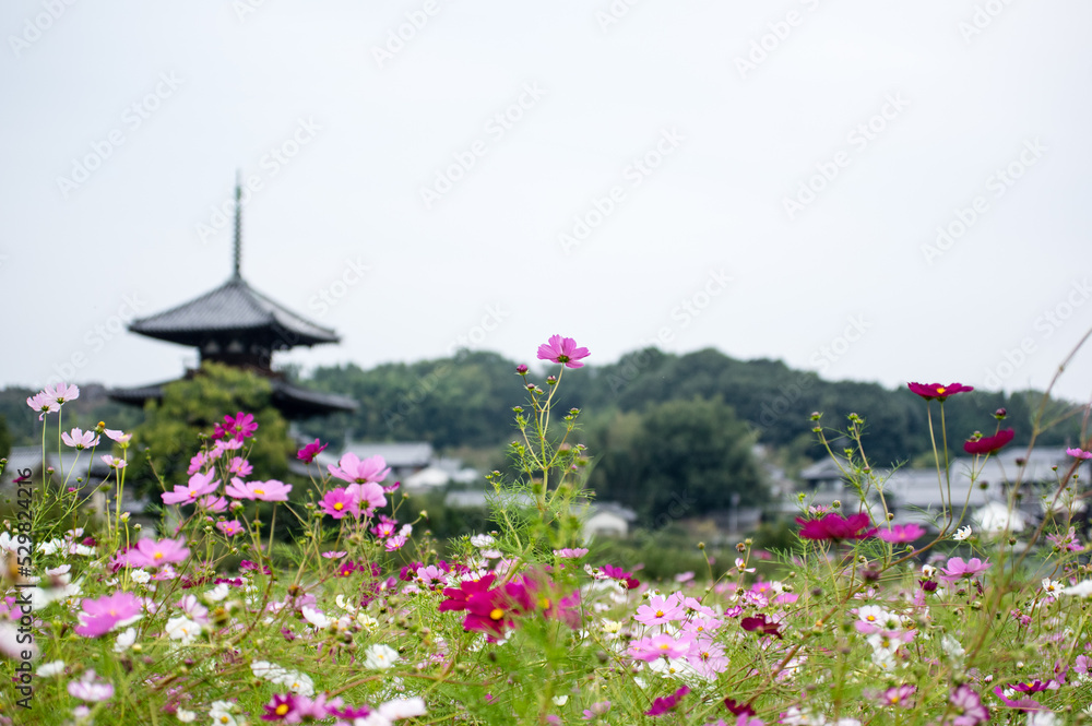 奈良法起寺のコスモス