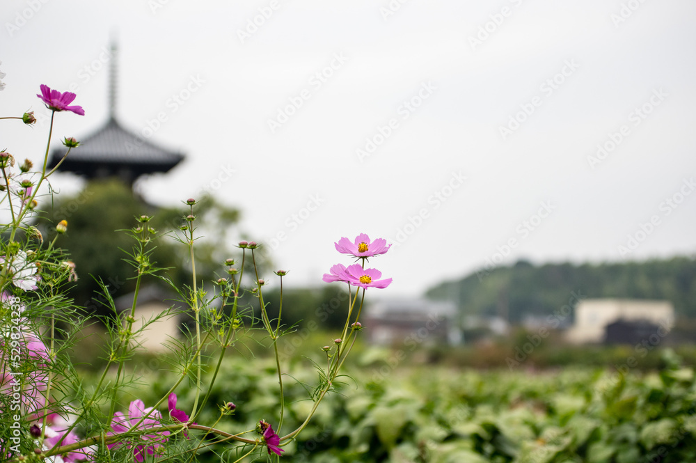 奈良法起寺のコスモス