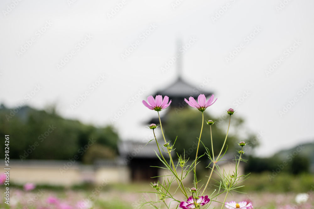 奈良法起寺のコスモス