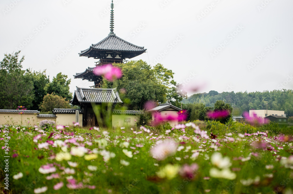 奈良法起寺のコスモス