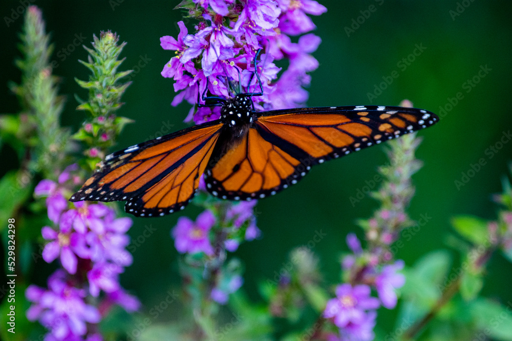 Close Up of butterfly on flower Close Up of butterfly on flower