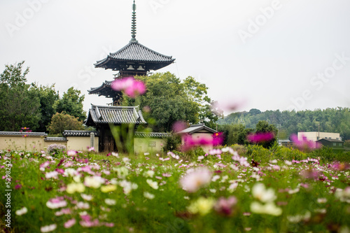 Obraz na płótnie 奈良法起寺のコスモス w salonie